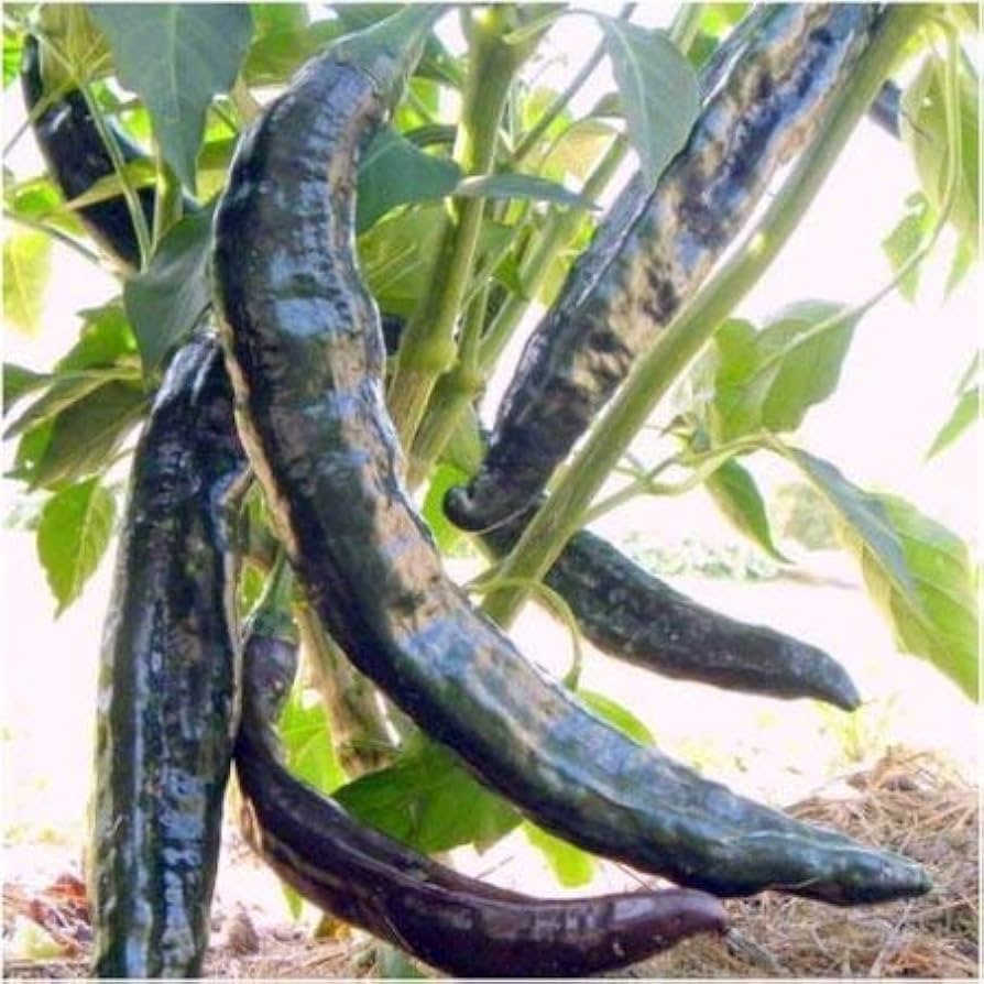 Pasilla (Bajio hot pepper) for planting in garden